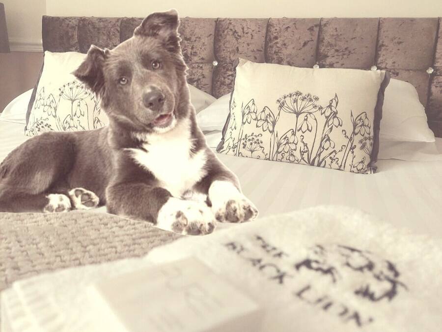 Pet-friendly
