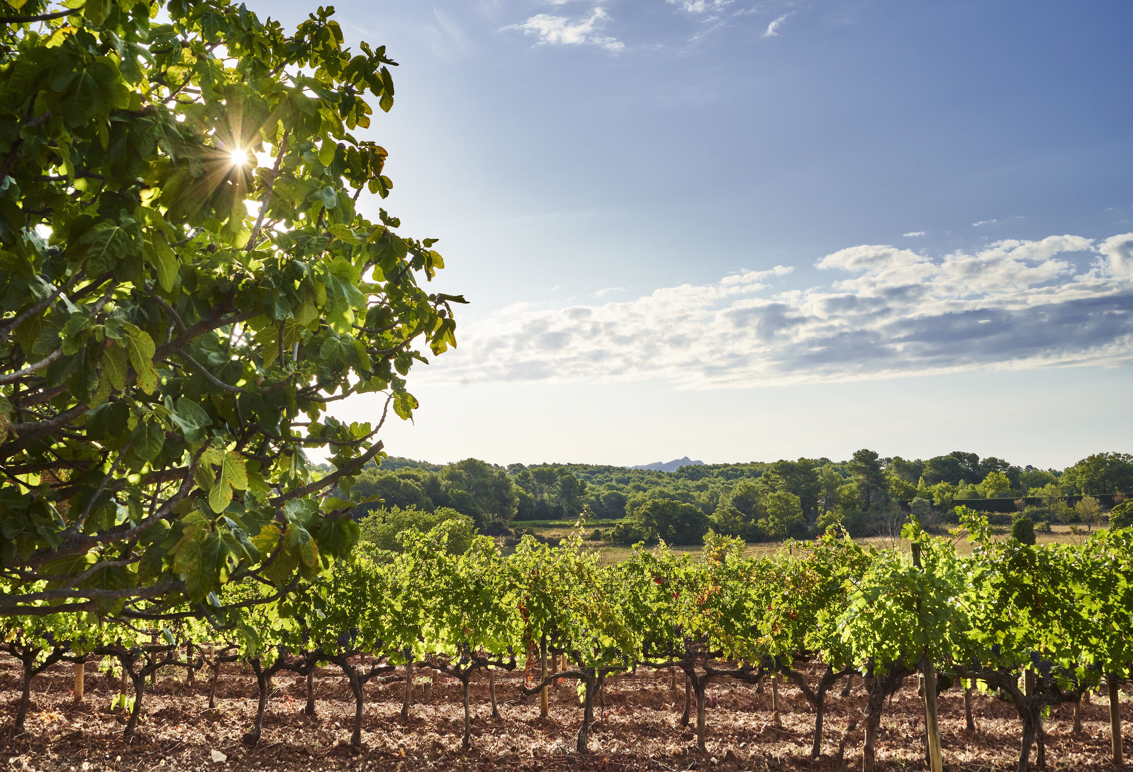 Foto - Château de la Gaude