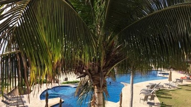 Una piscina al aire libre, sombrillas, sillones reclinables de piscina