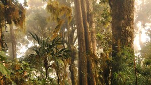 A person standing in a forested area with tall trees and dense foliage. - Mount Totumas Cloud Forest (Volcan)