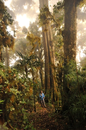 Garden - Mount Totumas Cloud Forest (Volcan)