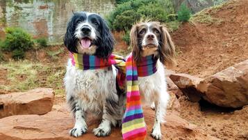 Dos perros sentados sobre rocas, con un cuerpo de agua y vegetación al fondo.