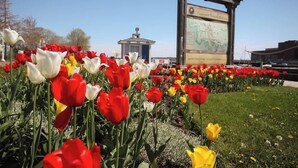 Un champ de tulipes de différentes couleurs, avec une grande pancarte et un petit bâtiment en arrière-plan.