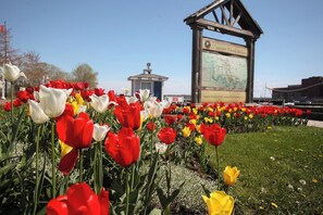 Ein Feld voller Tulpen in verschiedenen Farben mit einem großen Informationsschild im Hintergrund.
