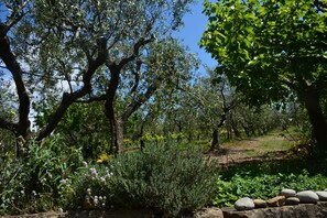 Property grounds - Little house in the hills in Castellabate, very scenic (Castellabate)