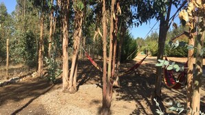 Un sendero de tierra rodeado de árboles altos y una hamaca colgada entre dos árboles.