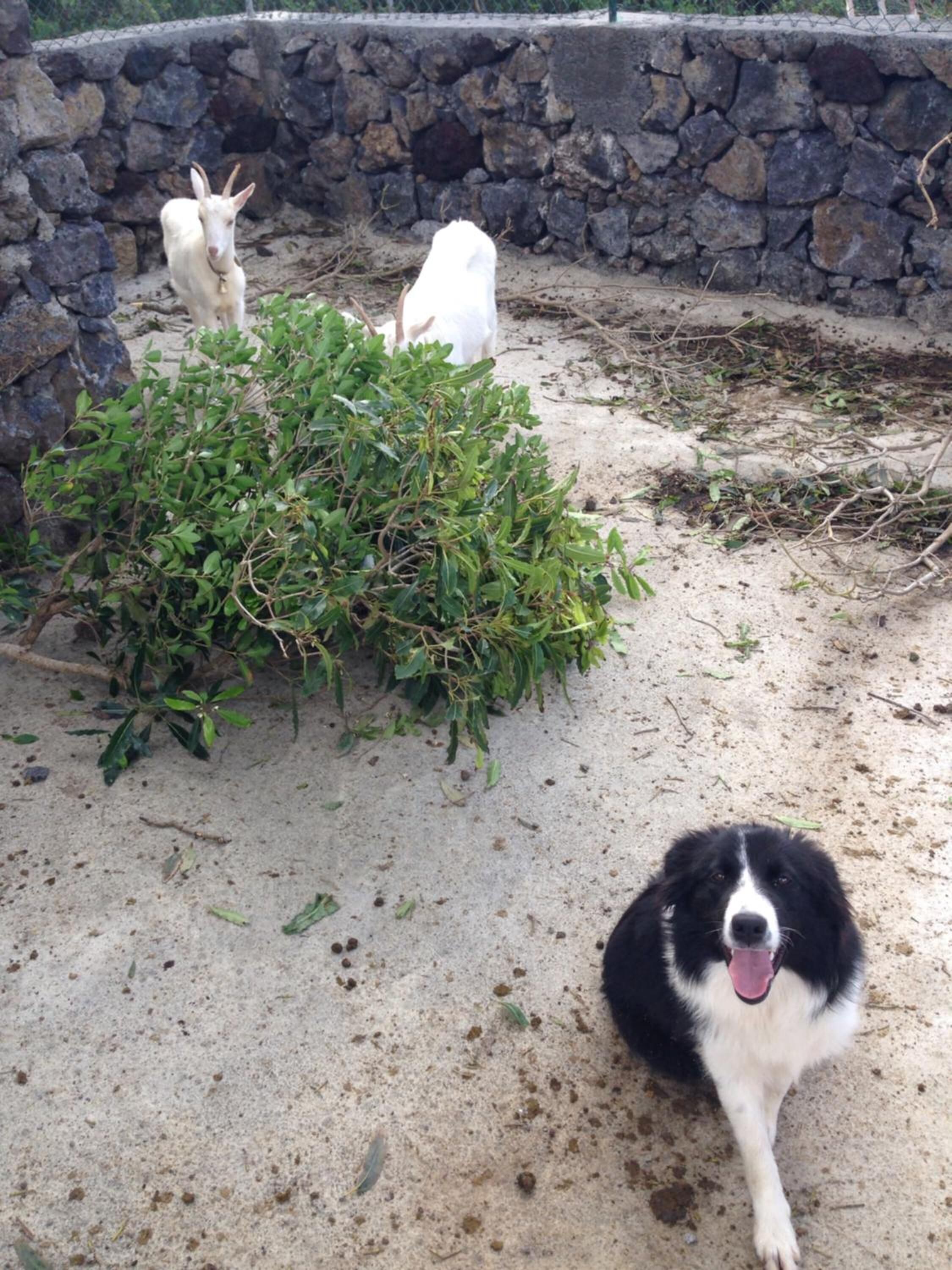 Eine Steinmauer, ein Busch und ein Hund.