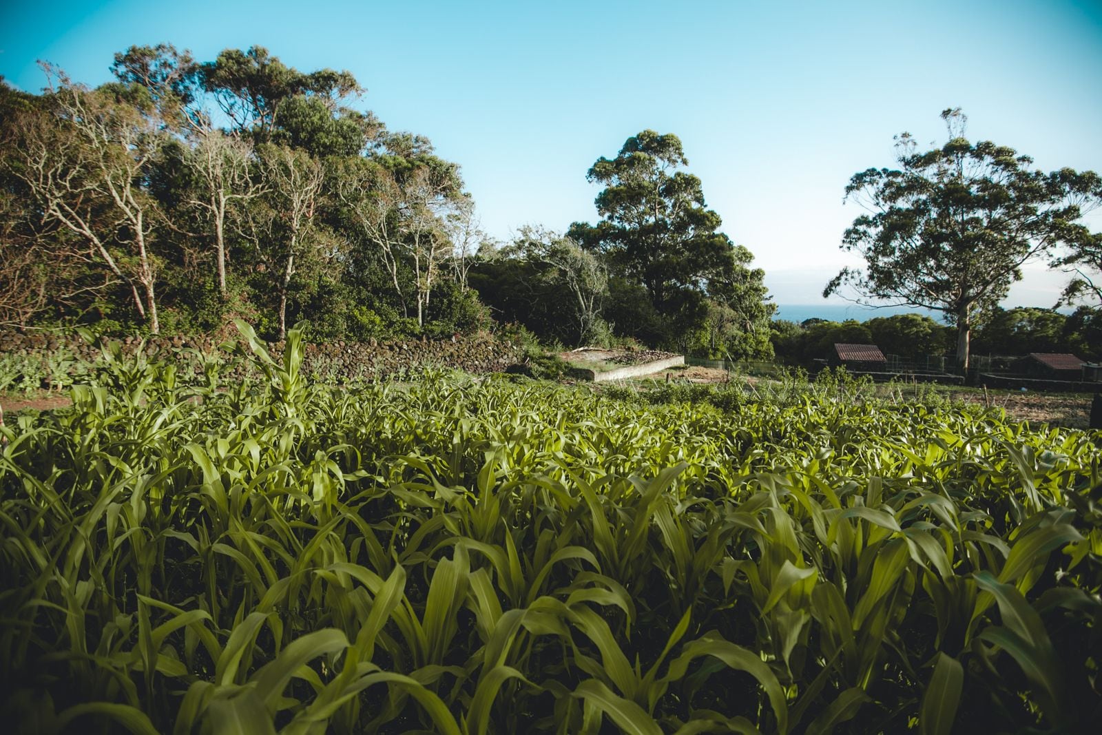 Grill-/picnicområde