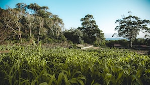 A field of crops with a dirt path leading through it, surrounded by trees and a clear sky. - Make It Happen Farm (Velas)