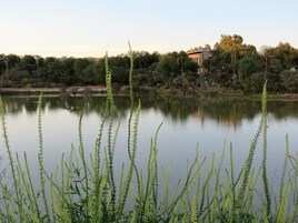 Lago