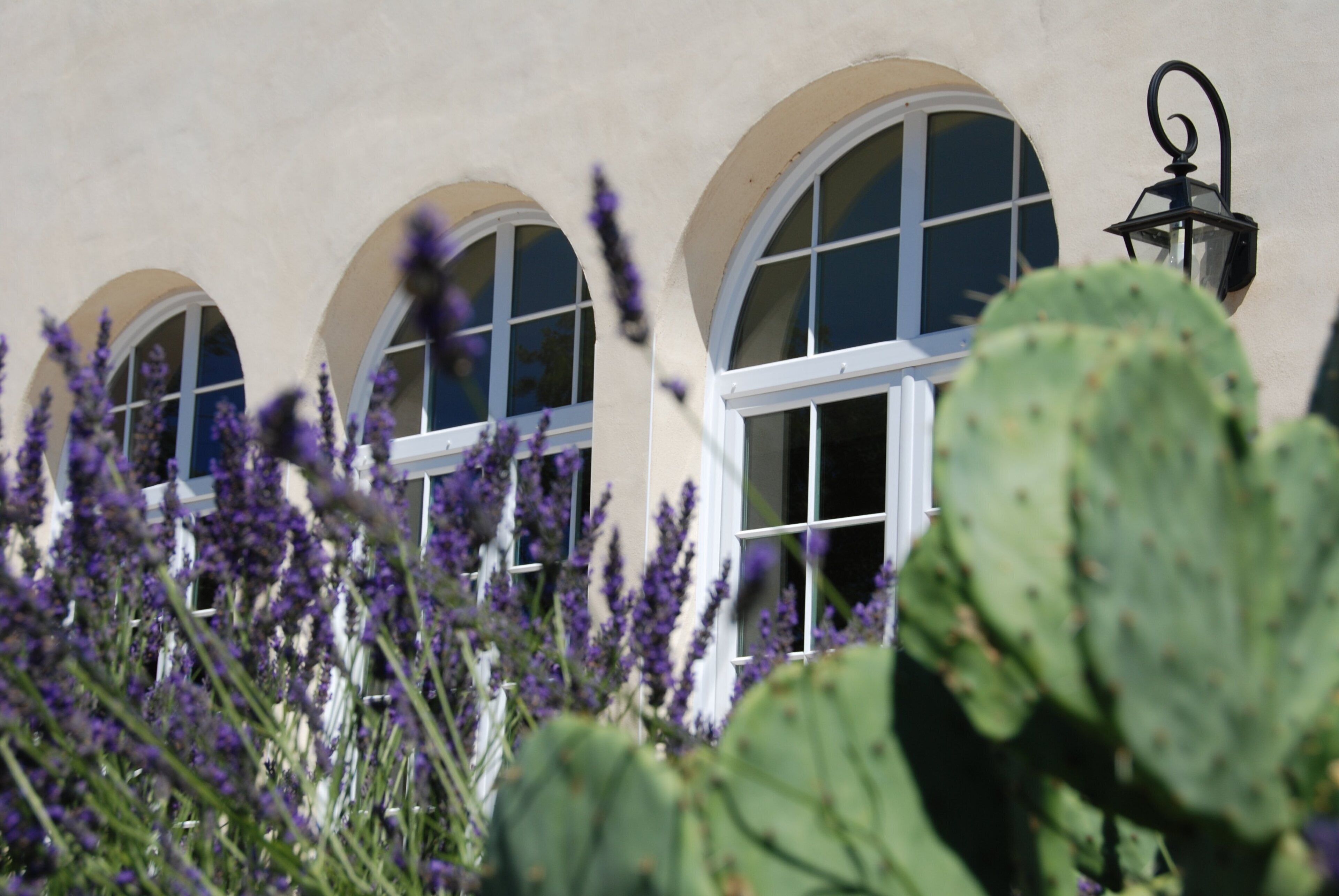 A building with arched windows and a cactus in the foreground.