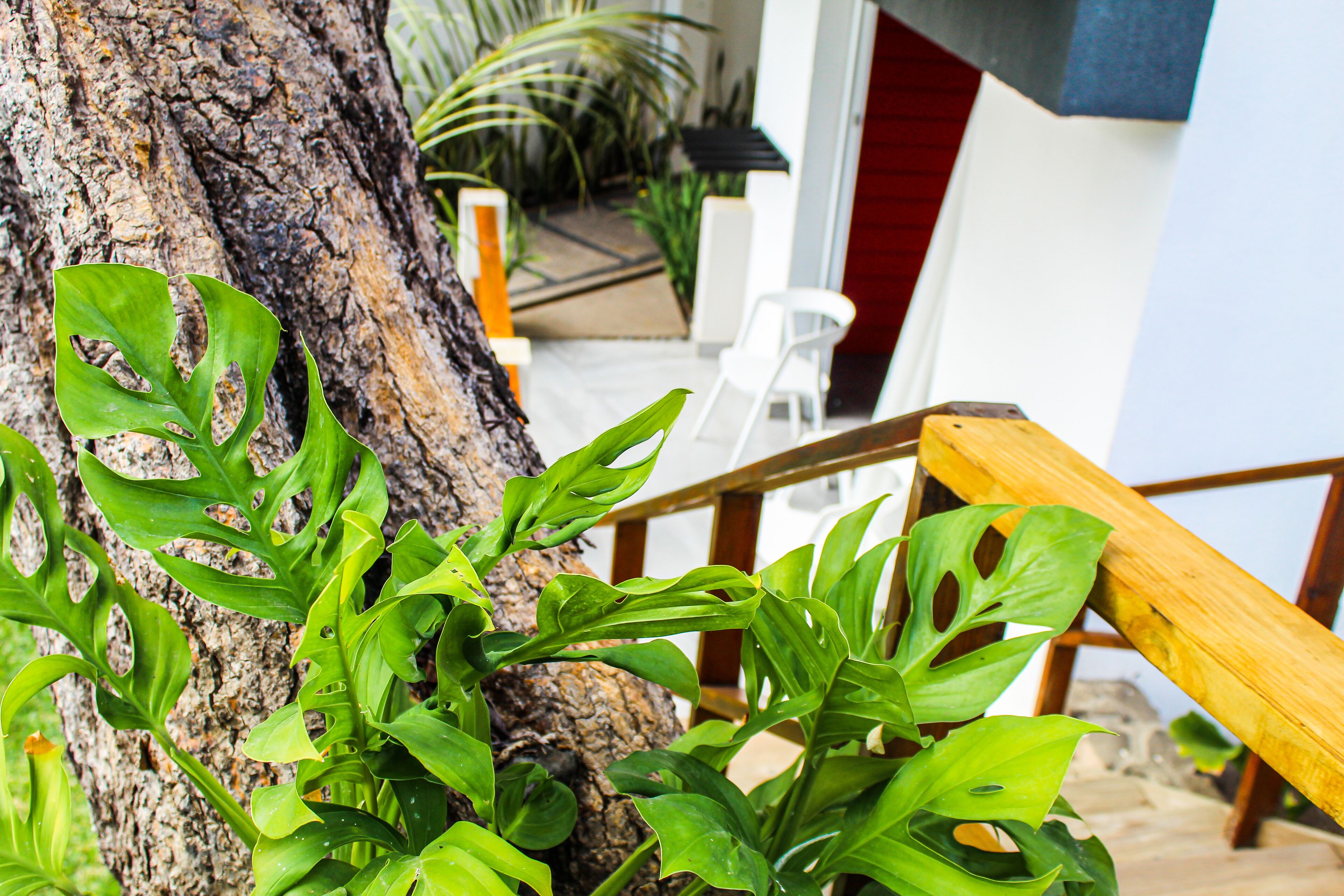 deluxe room, 1 king bed, garden view | terrace/patio