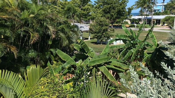 Un rigoglioso giardino con piante tropicali e palme, un'area pavimentata con una struttura bianca e un edificio con tetto blu sullo sfondo.
