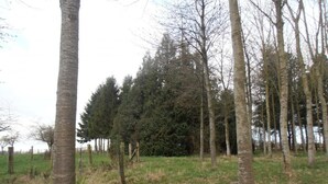 Un paysage naturel avec des arbres et un champ d’herbe.