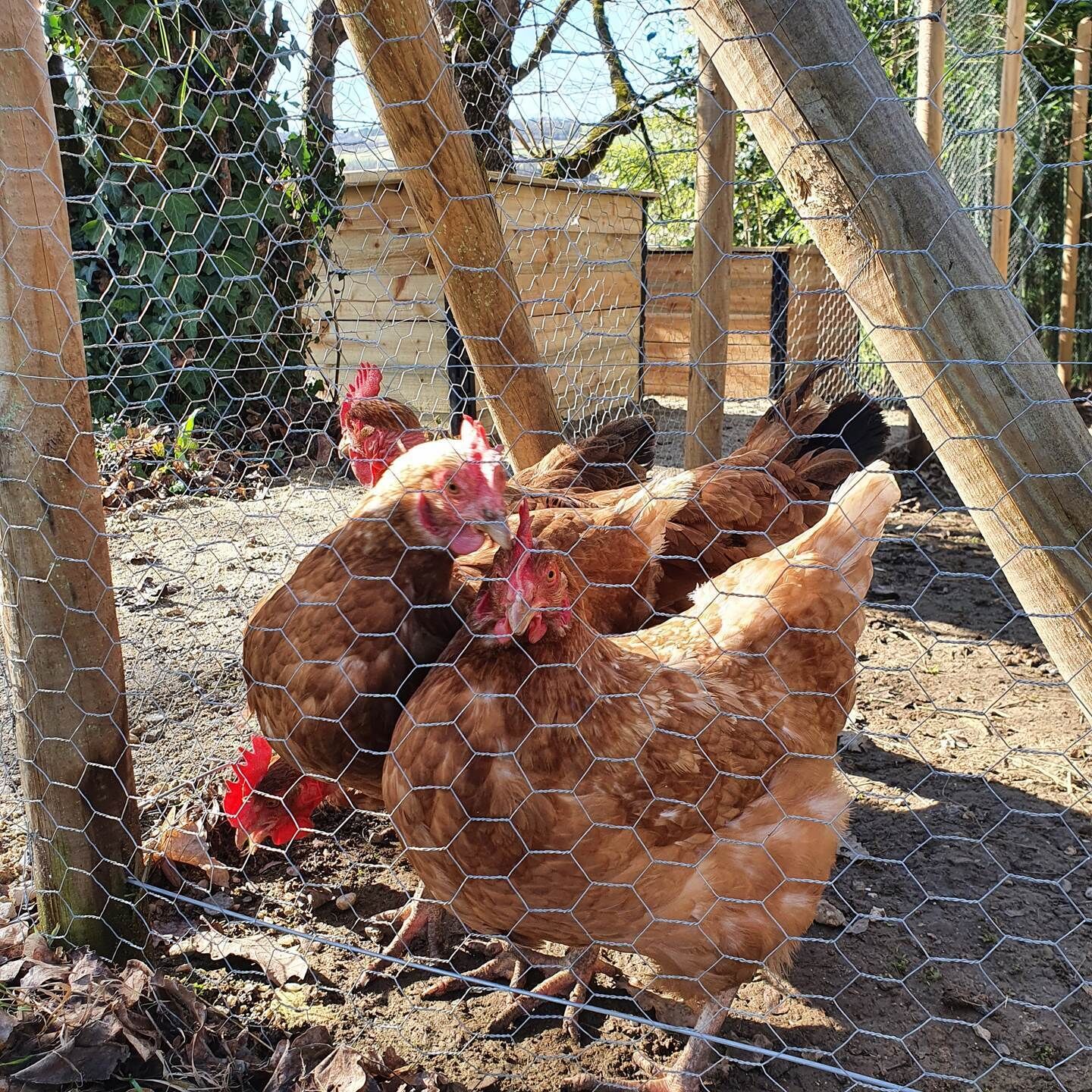 A chicken coop with wire fencing and wooden posts.