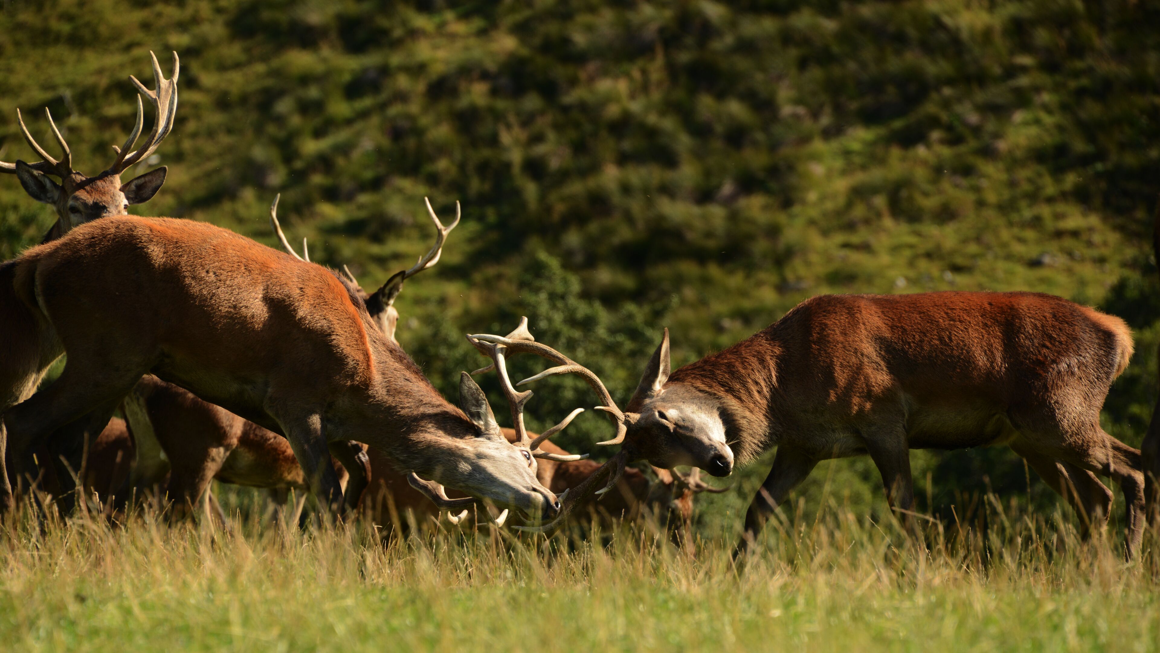 Un grupo de ciervos en un campo cubierto de hierba, con un bosque al fondo.