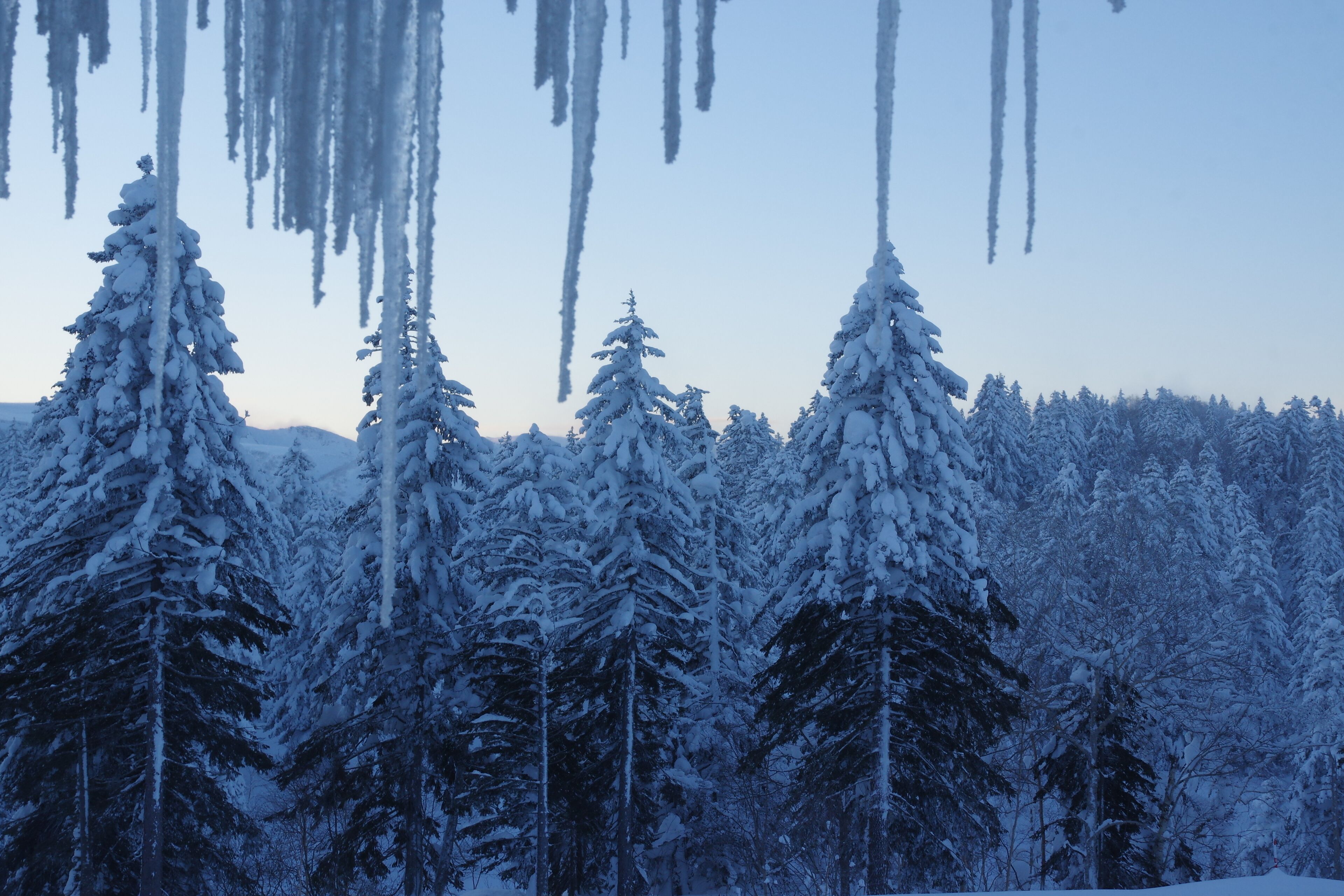 Un bosque de árboles de hoja perenne cubiertos de nieve.