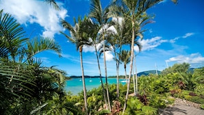 A tropical garden with palm trees and a paved walkway. - Baybliss Studio 2 (Shute Harbour)