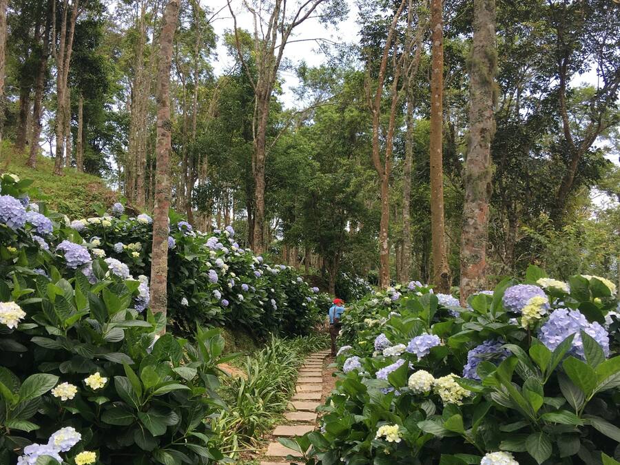 التنزّه سيراً على الأقدام