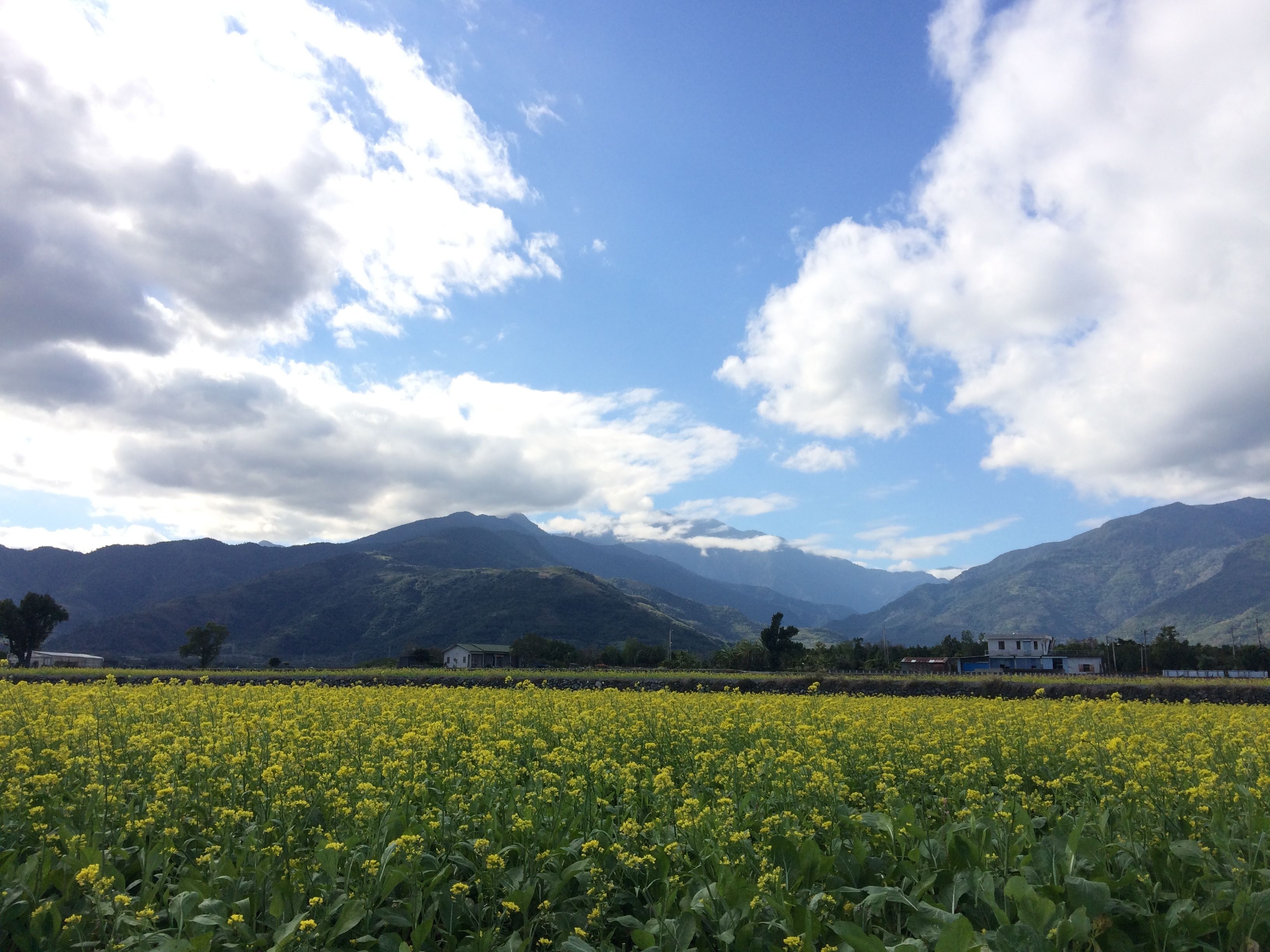 Un campo de flores amarillas con montañas al fondo y un cielo parcialmente nublado.