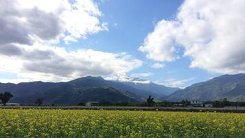 A field of yellow flowers with mountains in the background and a partly cloudy sky.
