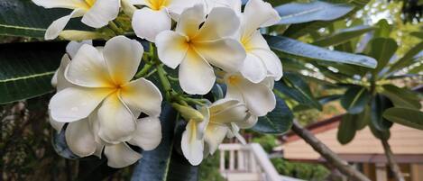 A cluster of white flowers with yellow centers, surrounded by green leaves.