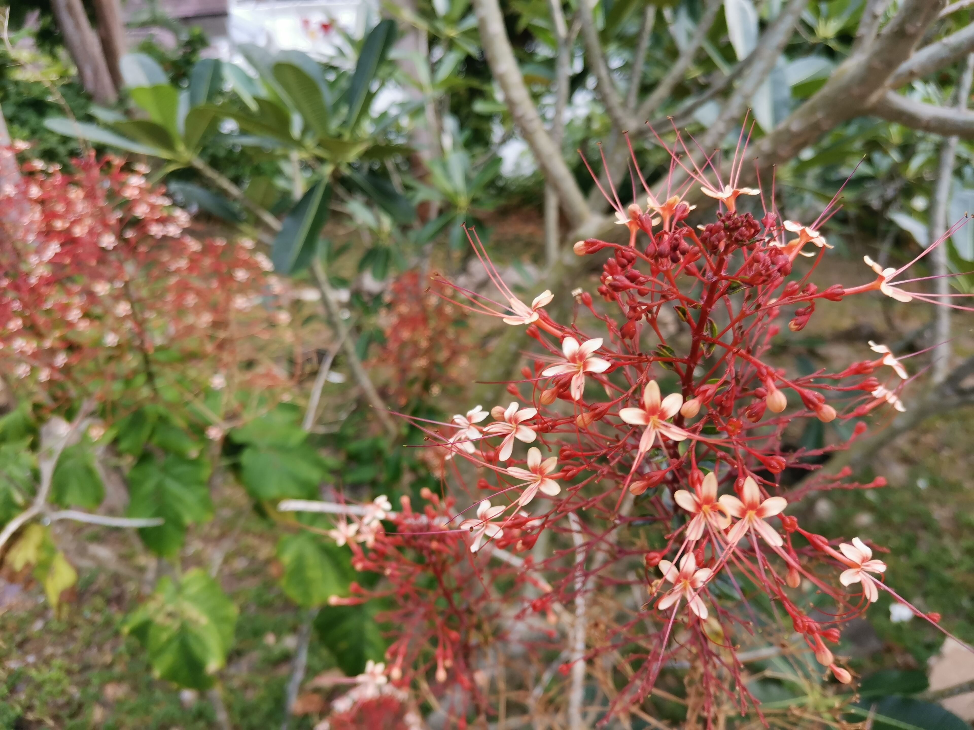 Une plante aux tiges rouges et aux fleurs blanches.