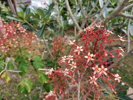 Una planta con tallos rojos y flores blancas.
