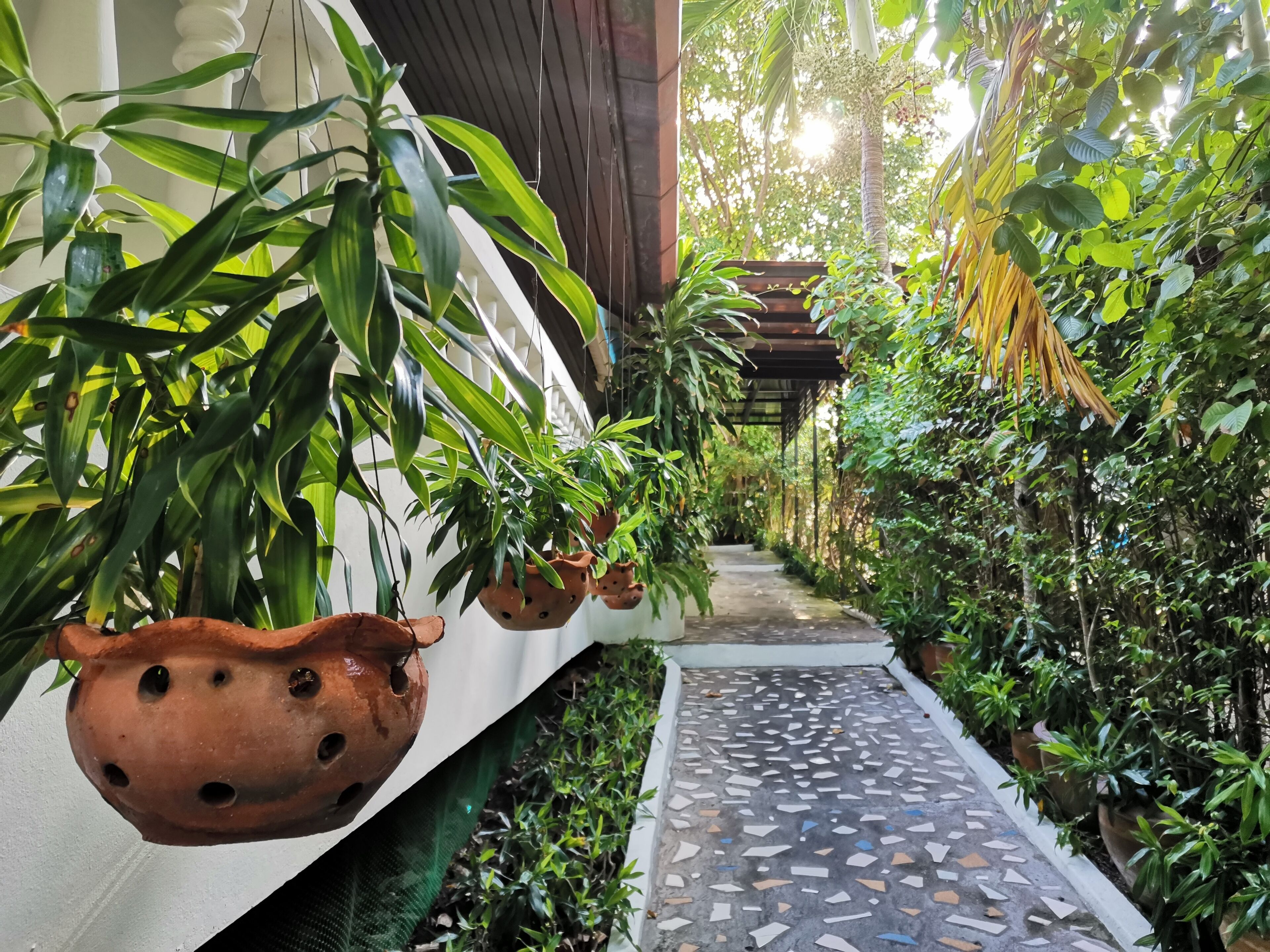 A pathway flanked by lush greenery and terracotta pots.