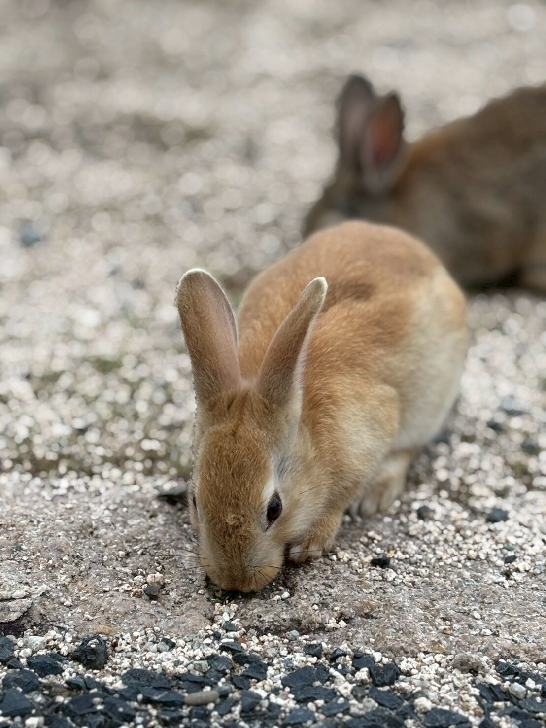A rabbit on a gravel surface.
