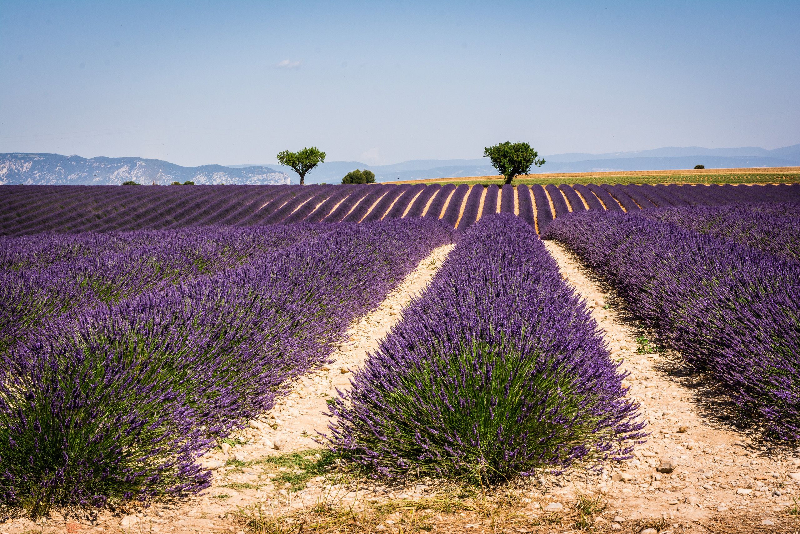 A lavender field with rows of lavender plants and a dirt path.