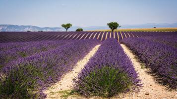 A lavender field with rows of lavender plants and a dirt path.
