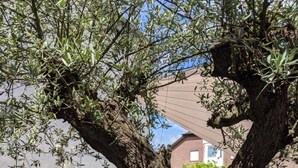Un espace extérieur aménagé avec des meubles en osier, un grand arbre et un vase décoratif.