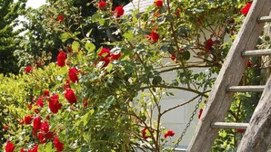 Een tuin met rode rozen en een houten ladder.