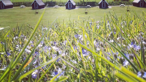 A rural landscape with small wooden structures, possibly farm buildings, and a field of purple flowers in the foreground. - Macbeth's Hillock (Nairn)