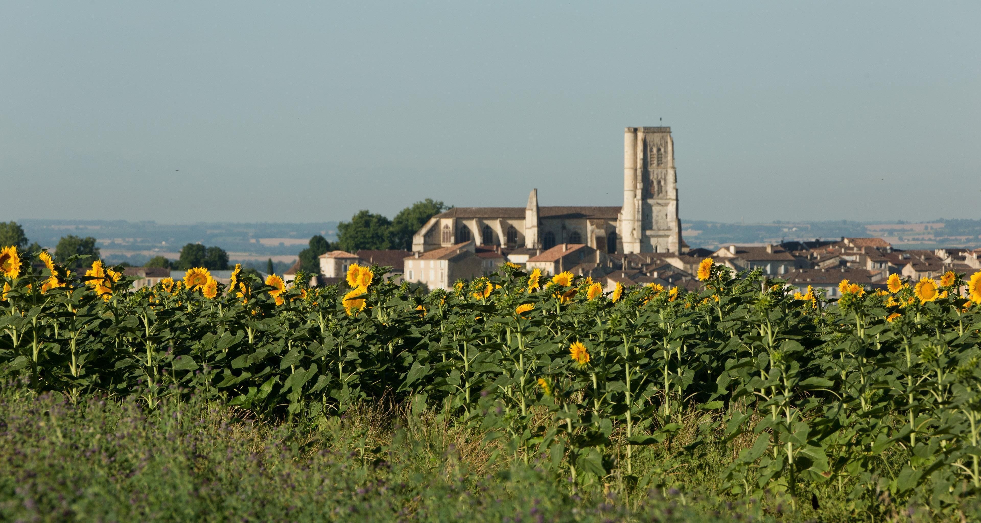 A field of sunflowers in front of a historic building with a tall tower.