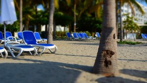 Una spiaggia con file di sedie a sdraio blu e una palma.