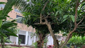 A well-maintained garden with a paved pathway, various plants, and a bench area. - Arta Garden Guest House & Hostel (Ubud)