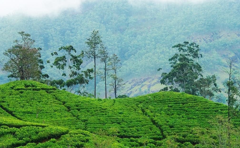 Foto - Lakshmis Hotel Ella