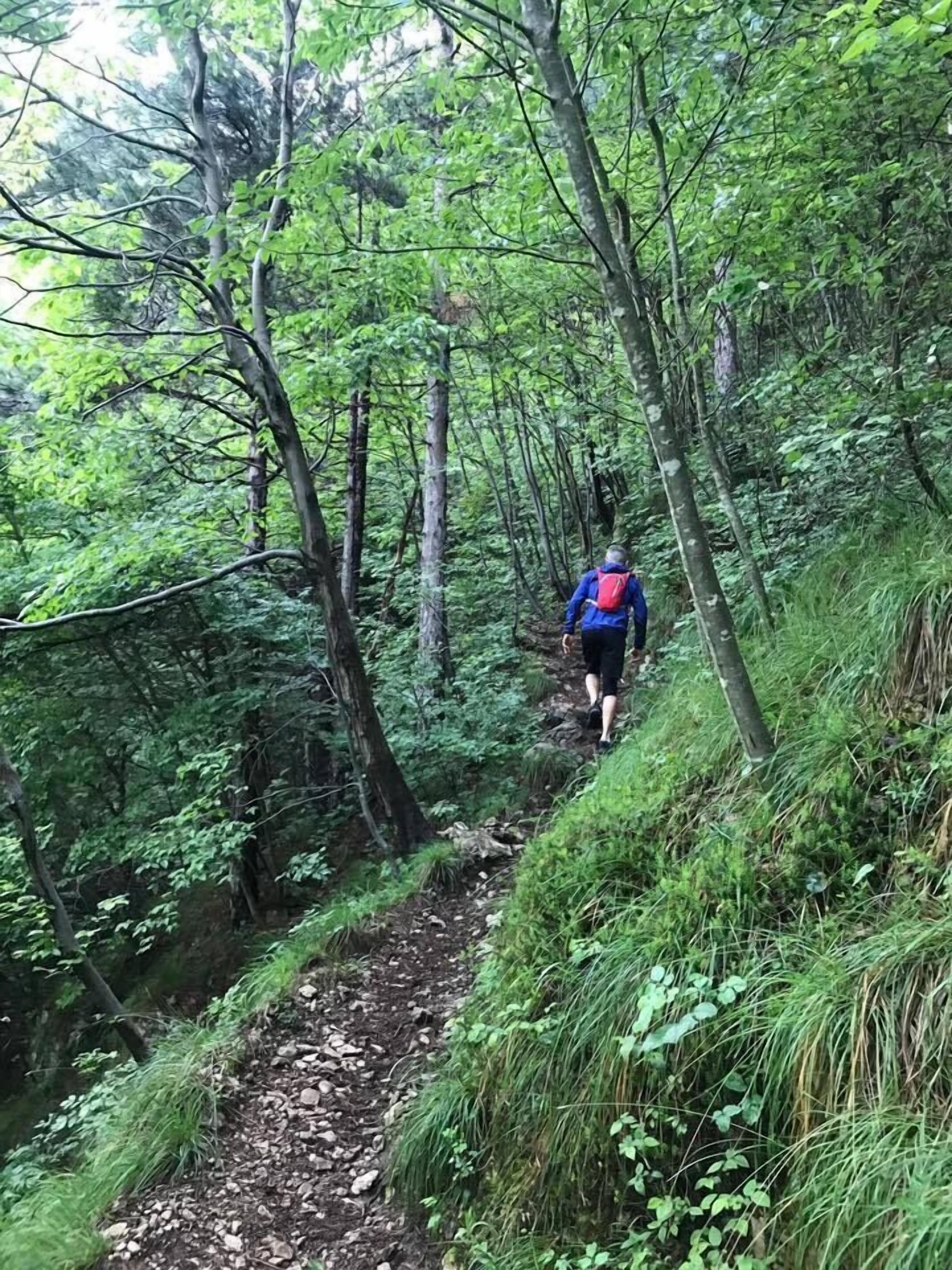 Ein schmaler Waldpfad, dicht bewachsen mit Vegetation und Bäumen.