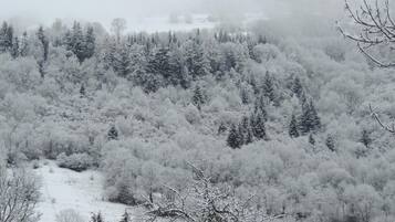 Paisaje nevado de un bosque denso con árboles altos y un sendero visible.