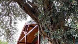 A wooden cabin with a stone foundation, a porch with wooden railings, and a large tree in the background.