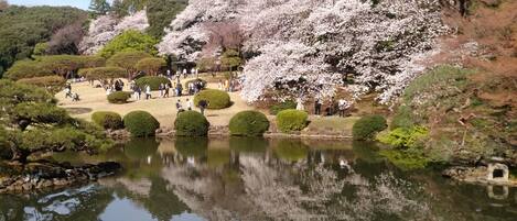 A serene park with a pond, cherry blossoms, and neatly trimmed bushes.