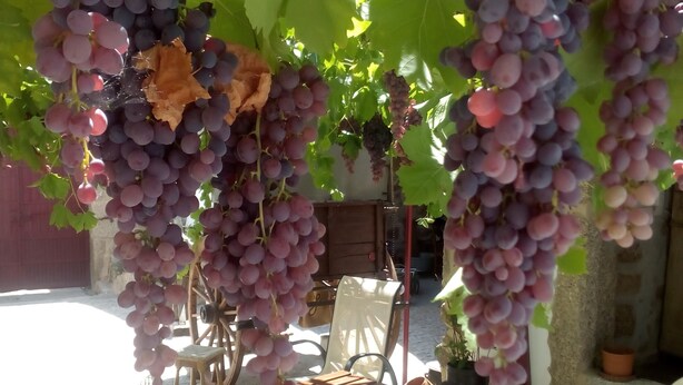 Un celler amb vinyes carregades de raïms, una zona d'estar a l'aire lliure rústica amb cadires de metall, i un mur de pedra al fons.