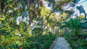 Un sendero de piedra que atraviesa un jardín exuberante con diversas plantas y árboles.