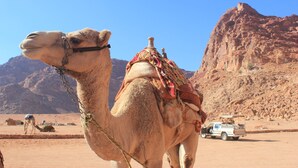 A camel with a saddle and a vehicle in a desert landscape with rocky hills. - Bedouin Nomads Adventures (Wadi Rum)