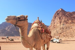 Safari - Bedouin Nomads Adventures (Wadi Rum)