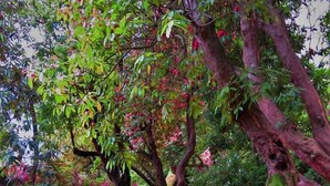 Un sendero de piedra rodeado de exuberante follaje y flores rosadas.