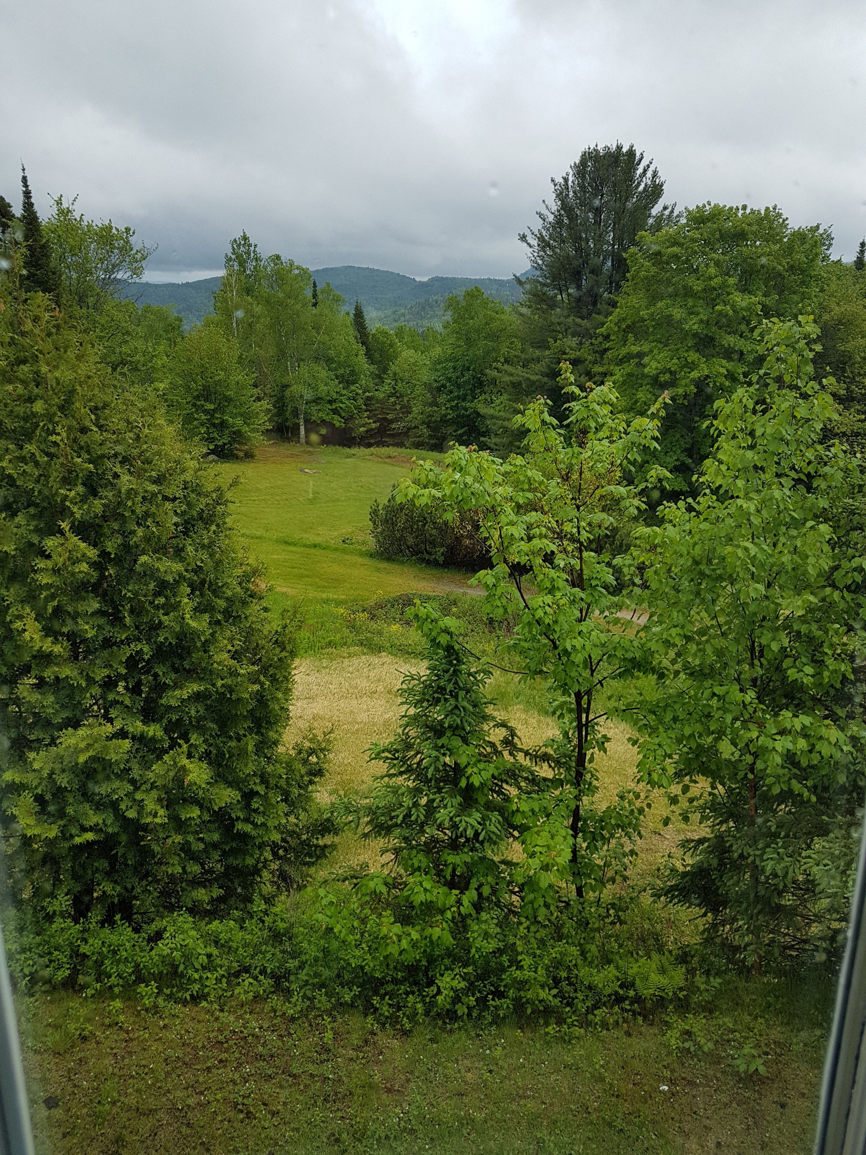 A view of a lush green landscape with trees and a grassy area.