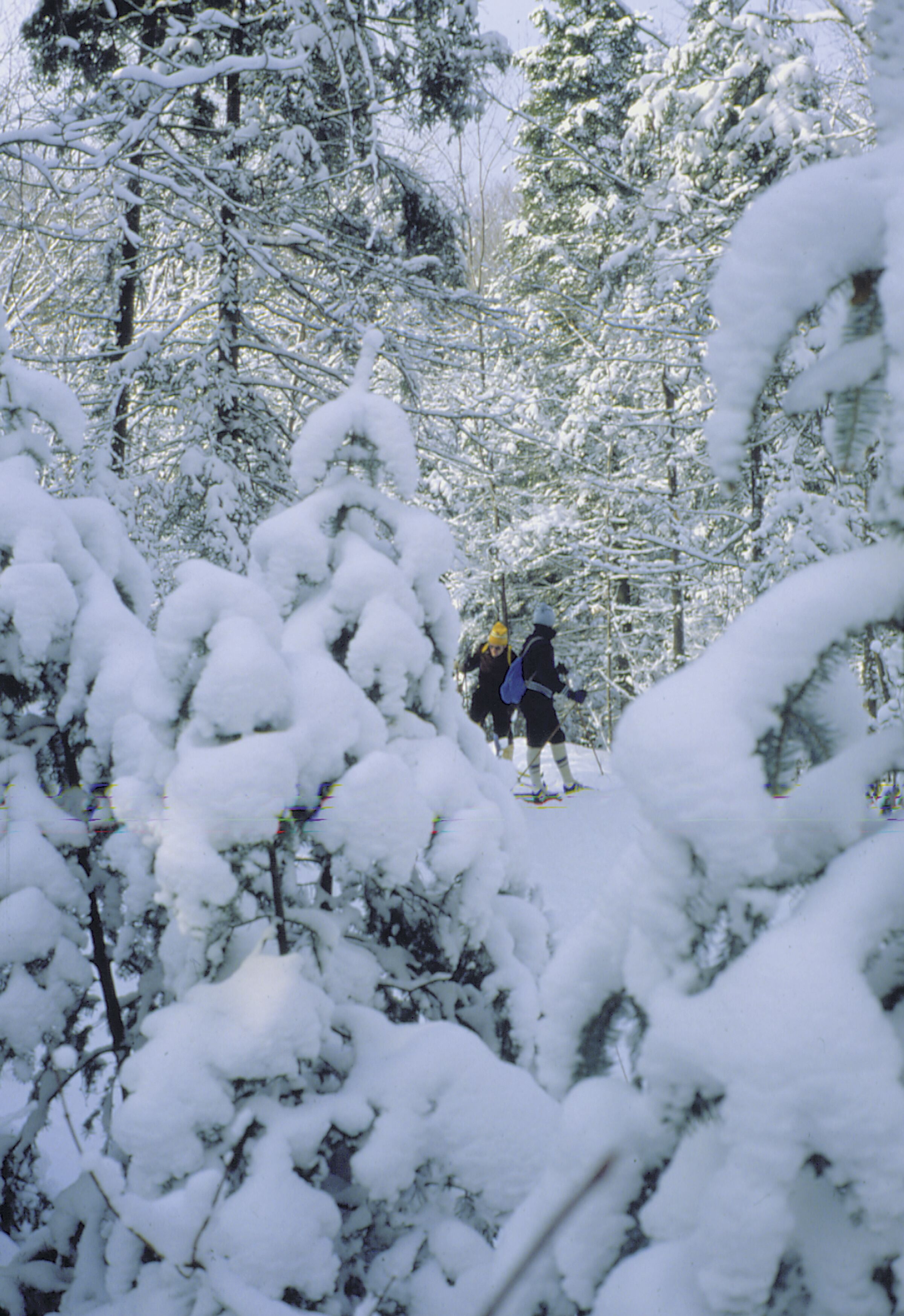 雪地及滑雪運動